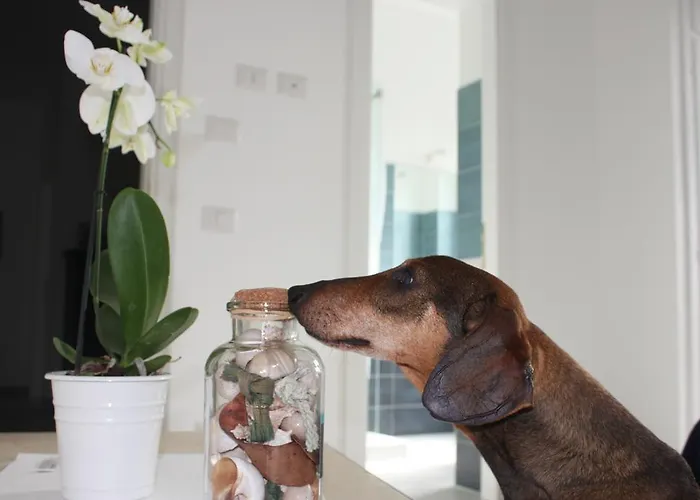 One Night 3* Fregenae